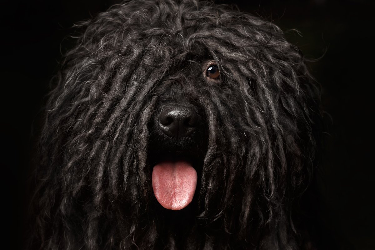 puli portré