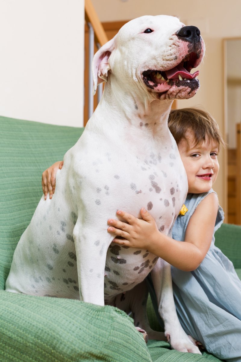 gyerek argentin dog kanapé ölel szeret