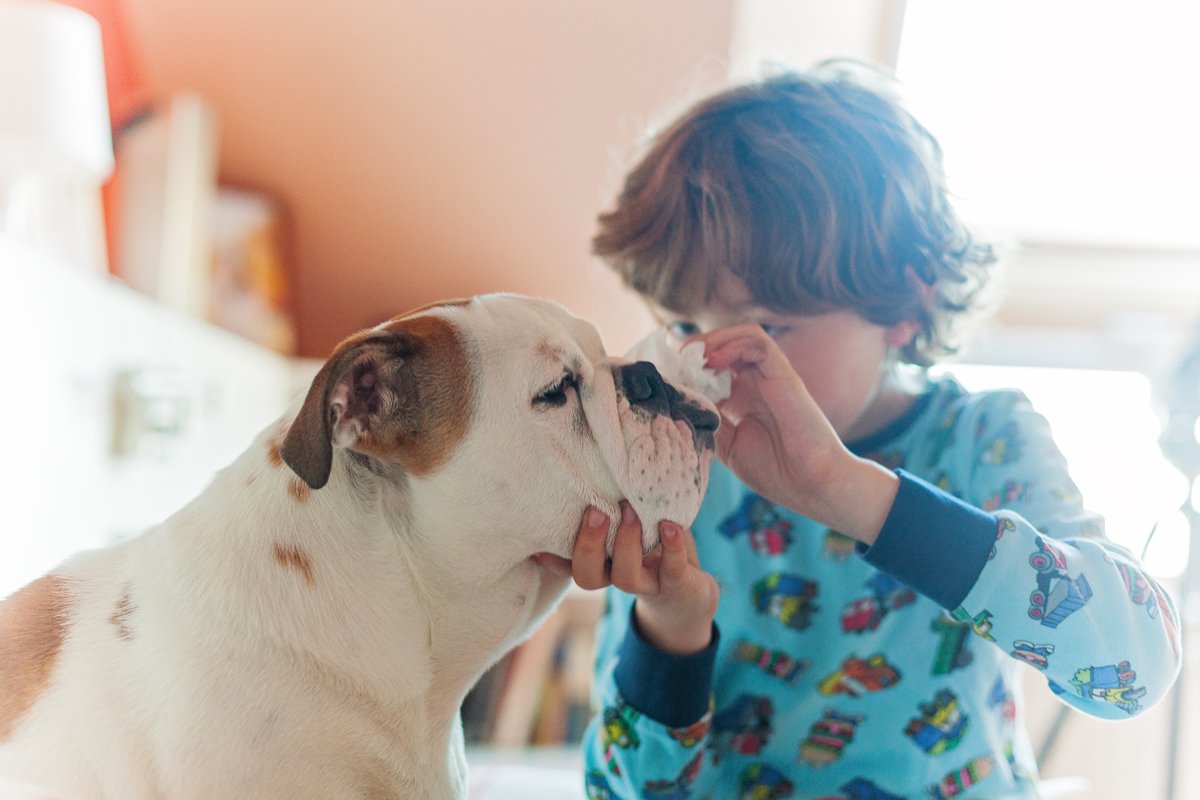 kisfiú angol bulldog gyerek ápolás ránc törlés