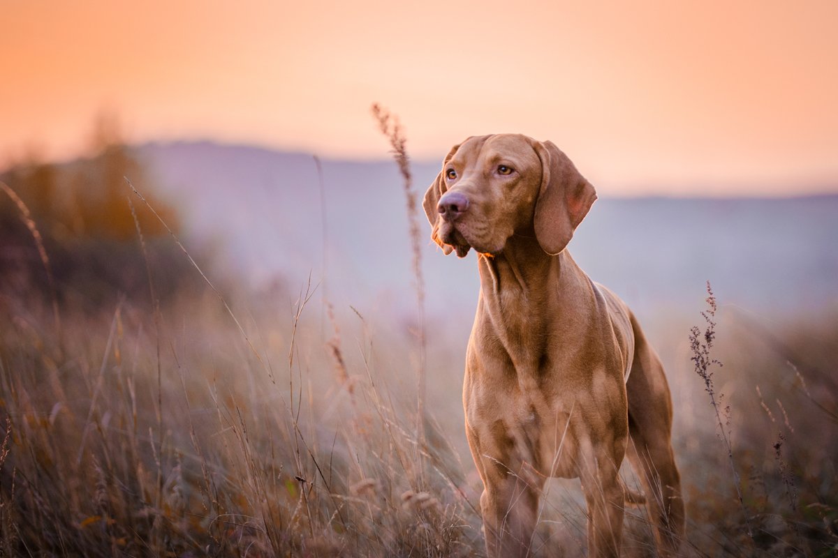 magyar vizsla rét mező