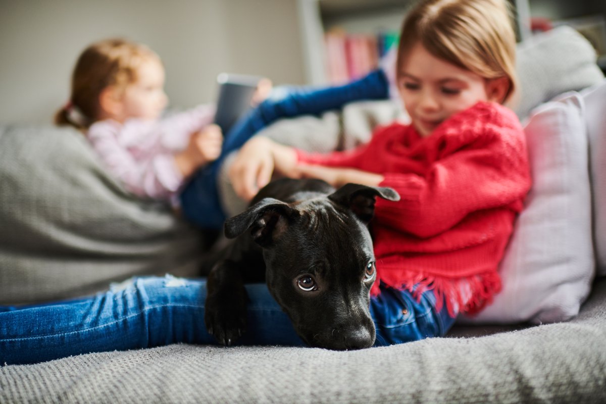 kislány gyerek staffordshire bullterrier kölyök kanapé szeret bújuk ölel