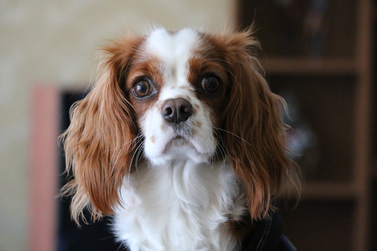 Cavalier King Charles spániel