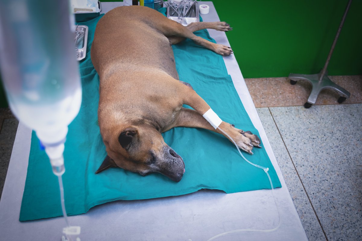 The dog anesthesia lying and drip on the bed, waiting for hysterotomy from a veterinarian.