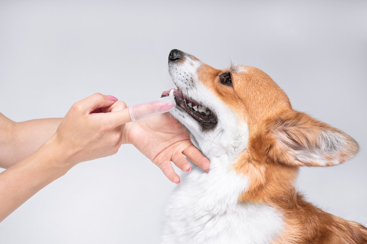 fogmosás fogkefe corgi