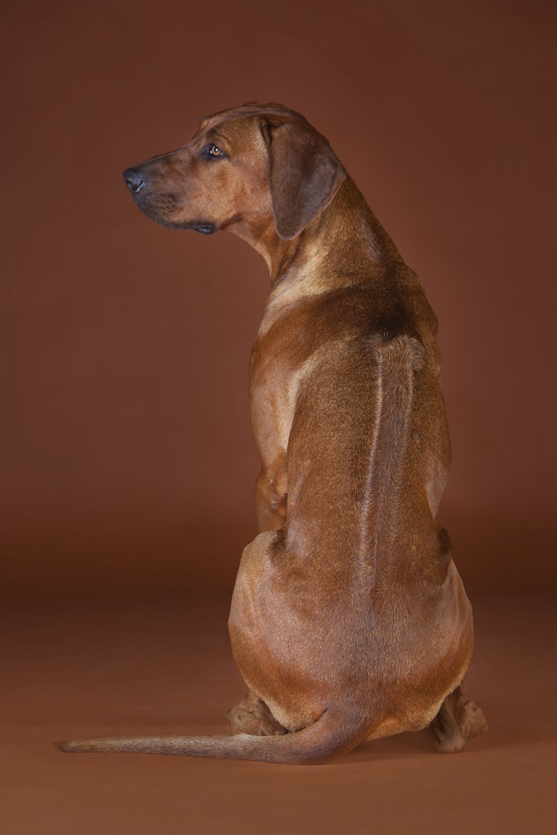 Rodéziai ridgeback afrikai oroszlánkutya