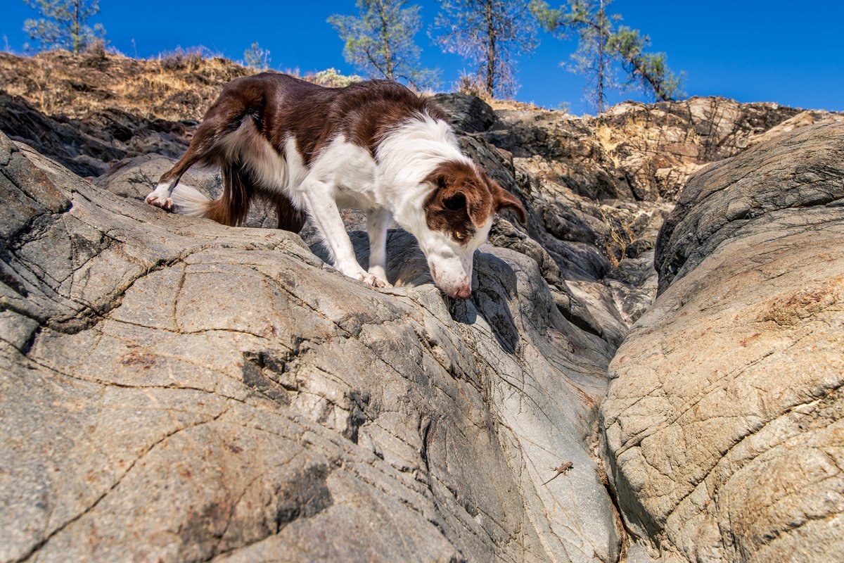 Border Collie gyík szikla