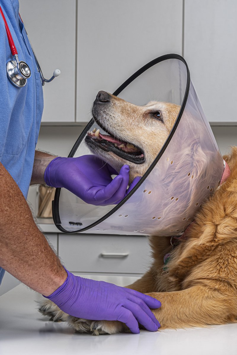 állatorvos boldog simogat gallér tölcsér golden retriever idős öreg