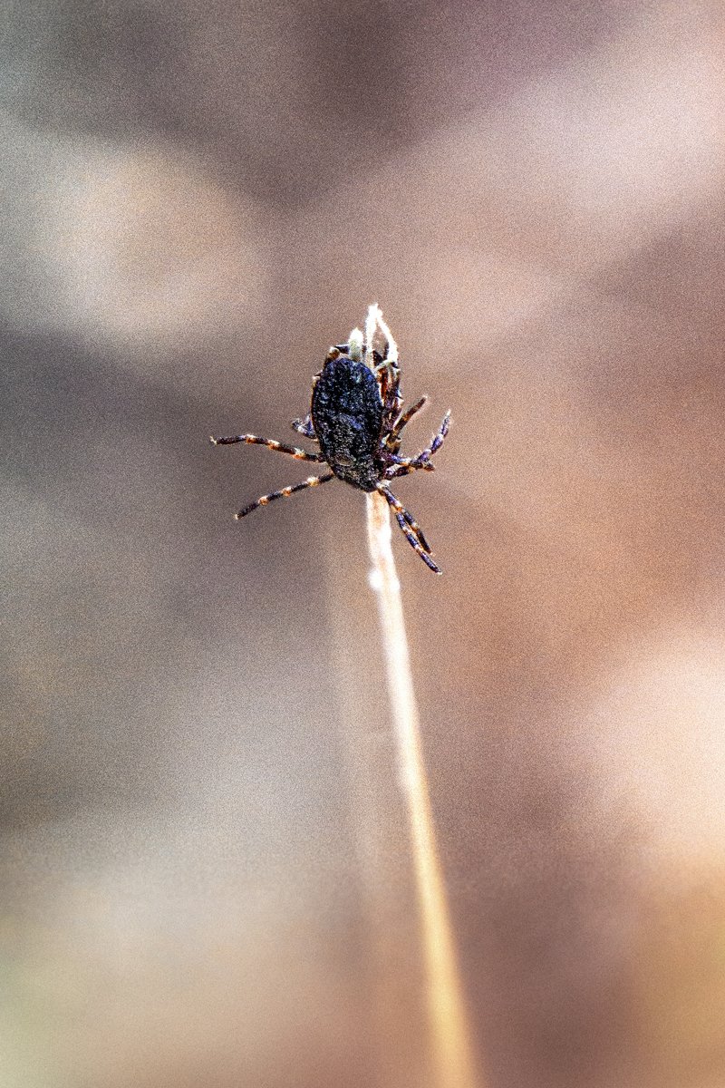 Hyalomma marginatum kullancs