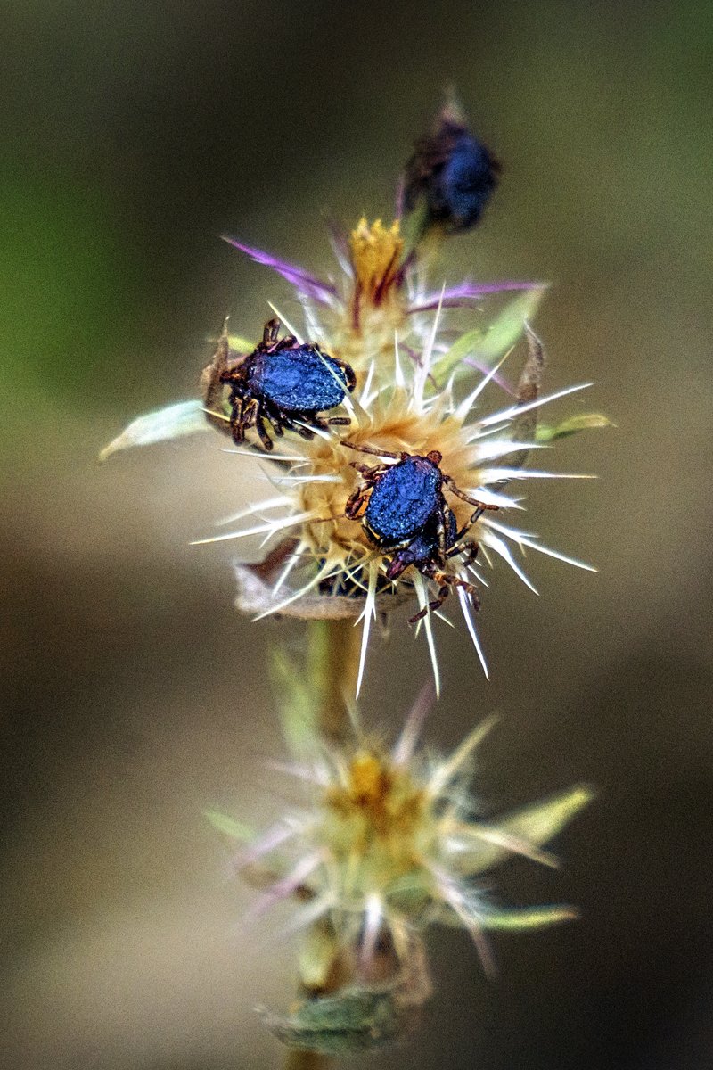 Hyalomma marginatum kullancs