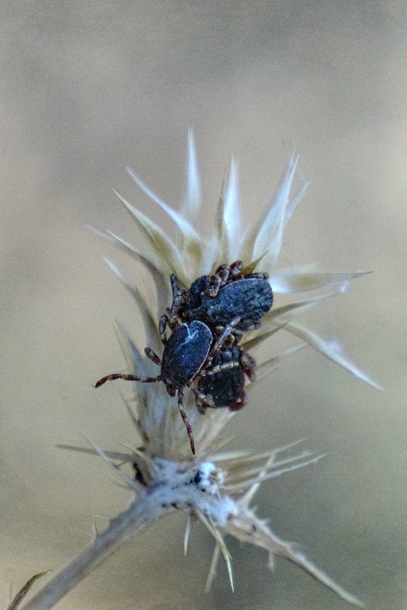 Hyalomma marginatum kullancs