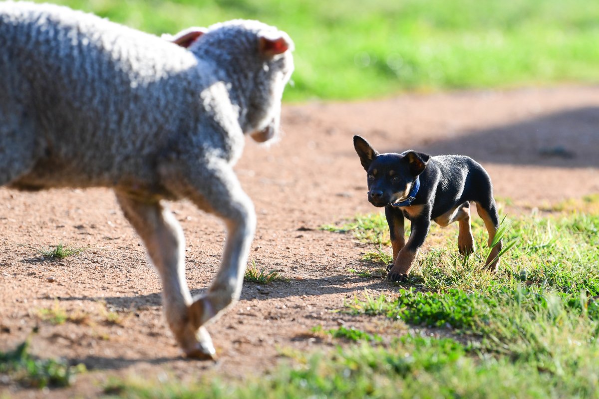 Ausztrál Kelpie birka juh kölyökkutya terel