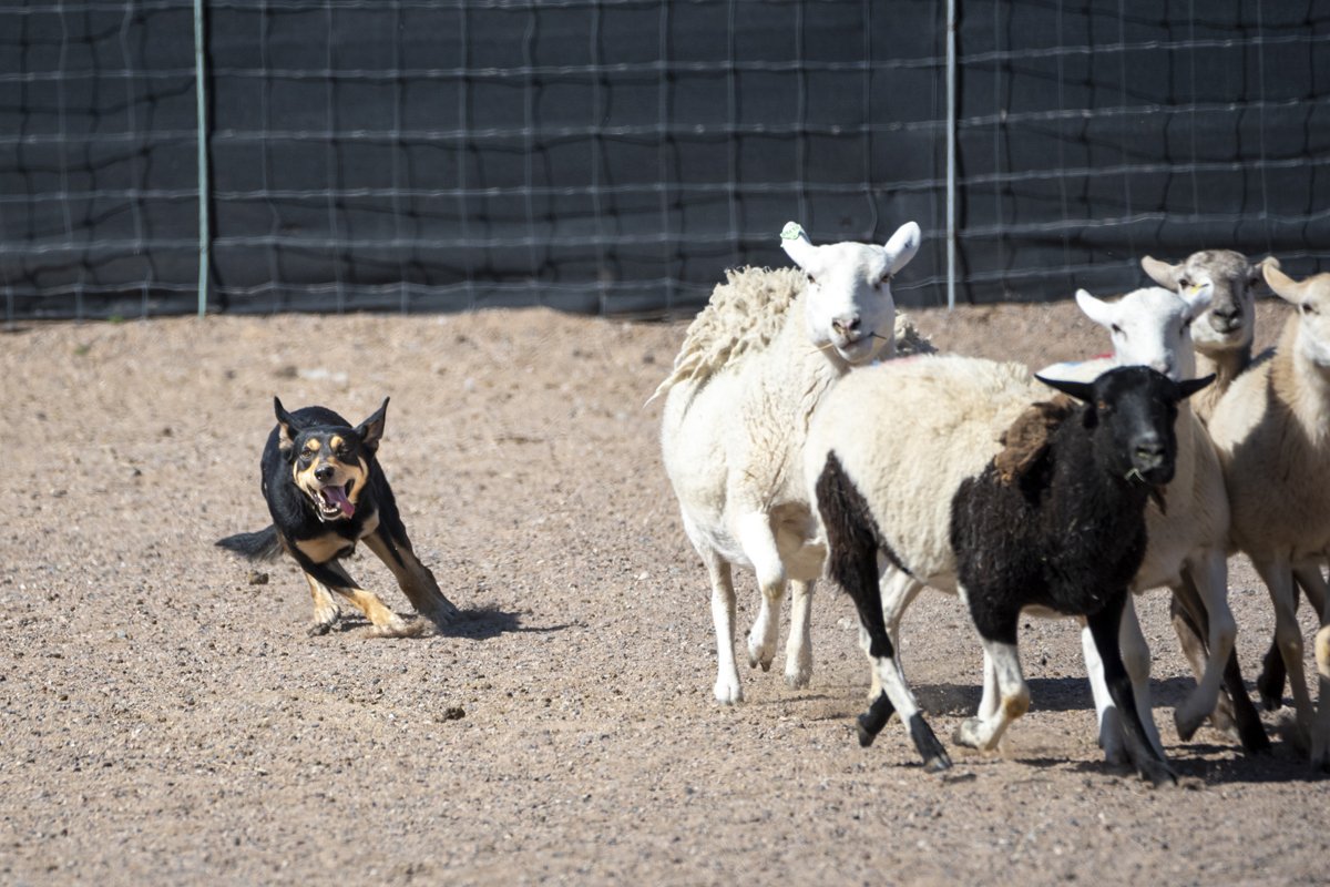 Ausztrál Kelpie terel juh nyáj birka
