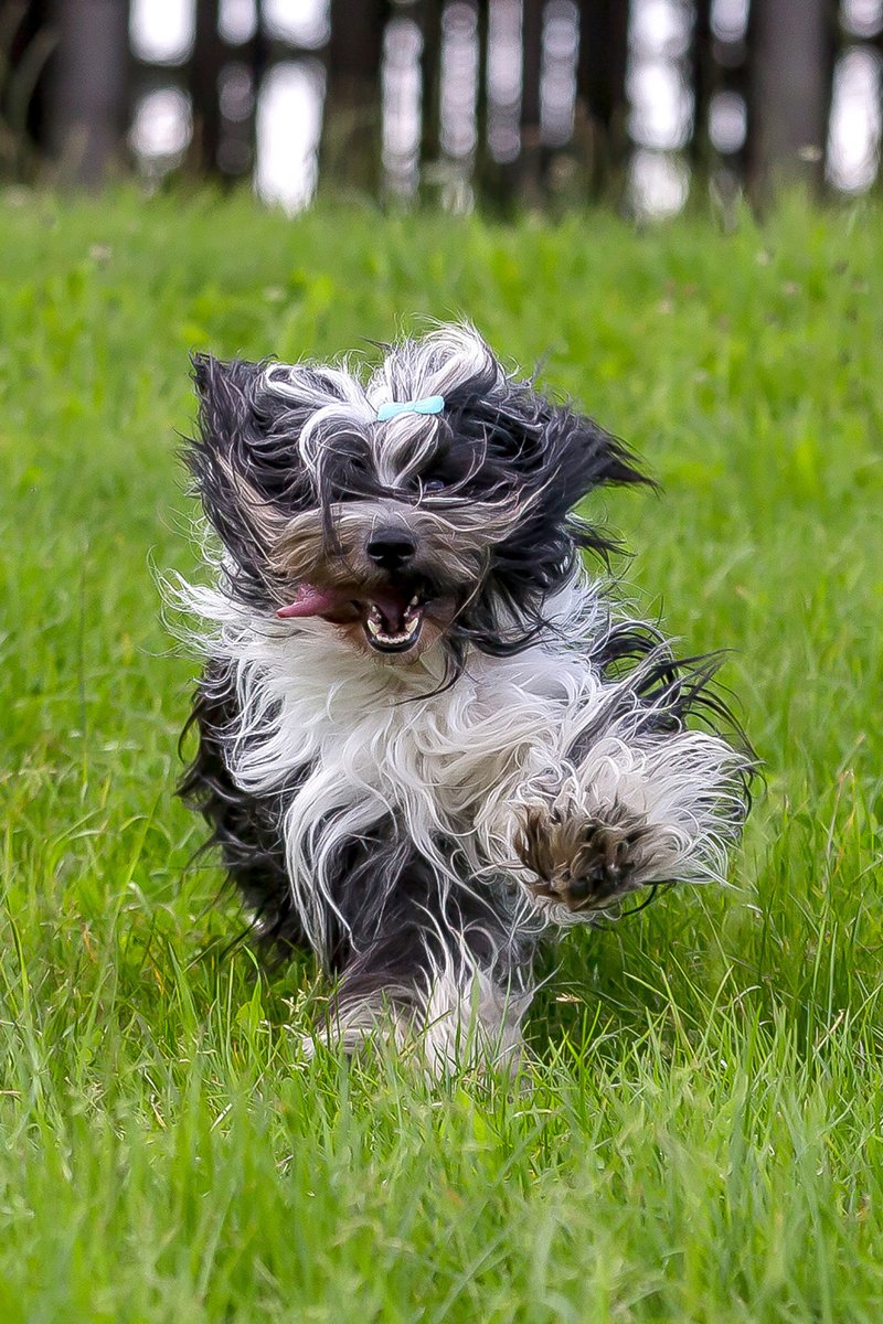 tibeti terrier fut