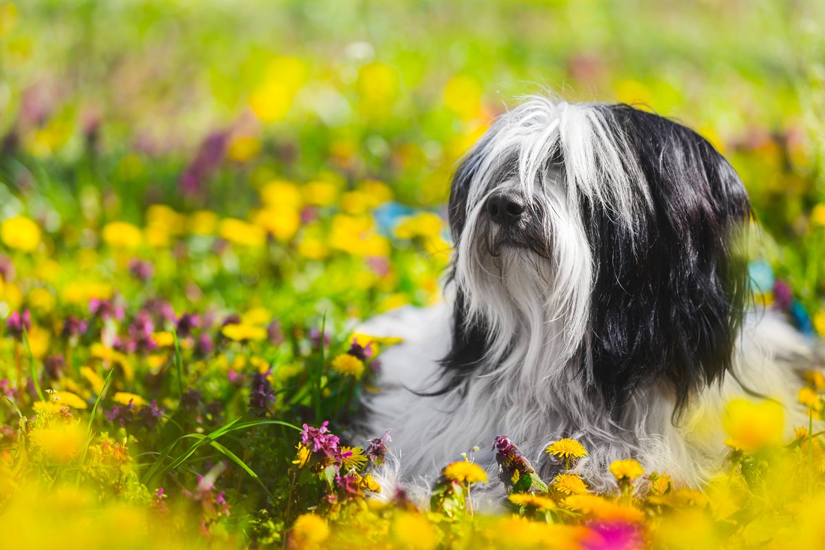 tibeti terrier