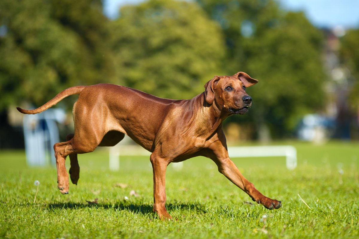 Rodéziai ridgeback afrikai oroszlánkutya fut