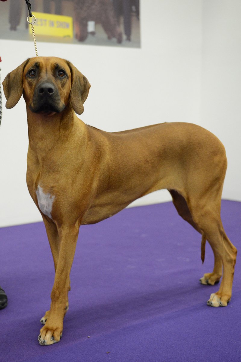 Rodéziai ridgeback afrikai oroszlánkutya kiállítás