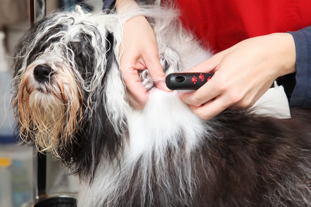 tibeti terrier ápolás fésülés
