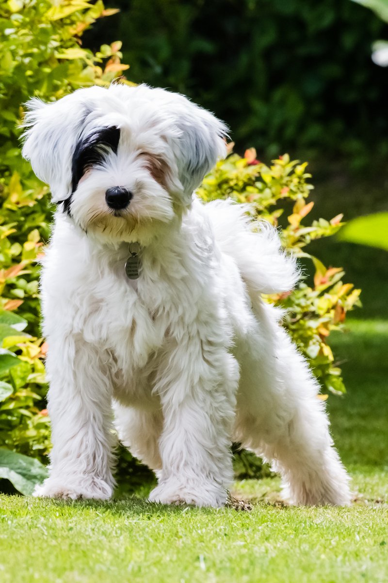 tibeti terrier kölyök