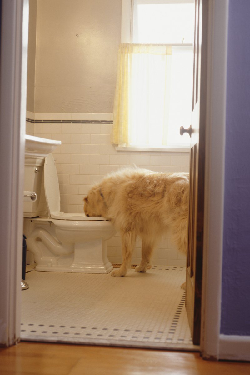 Golden Retriever kutya wcből iszik
