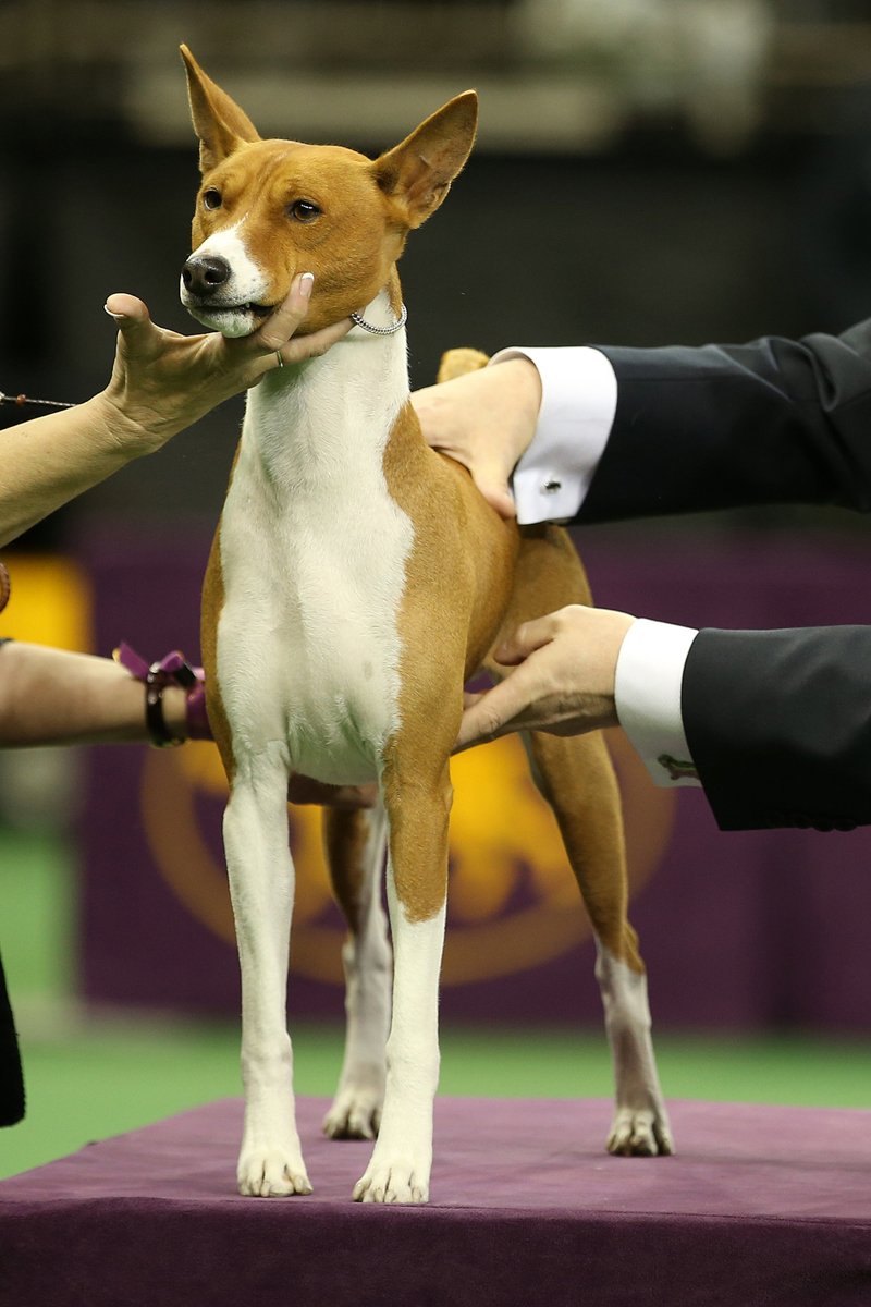 kiállítás basenji
