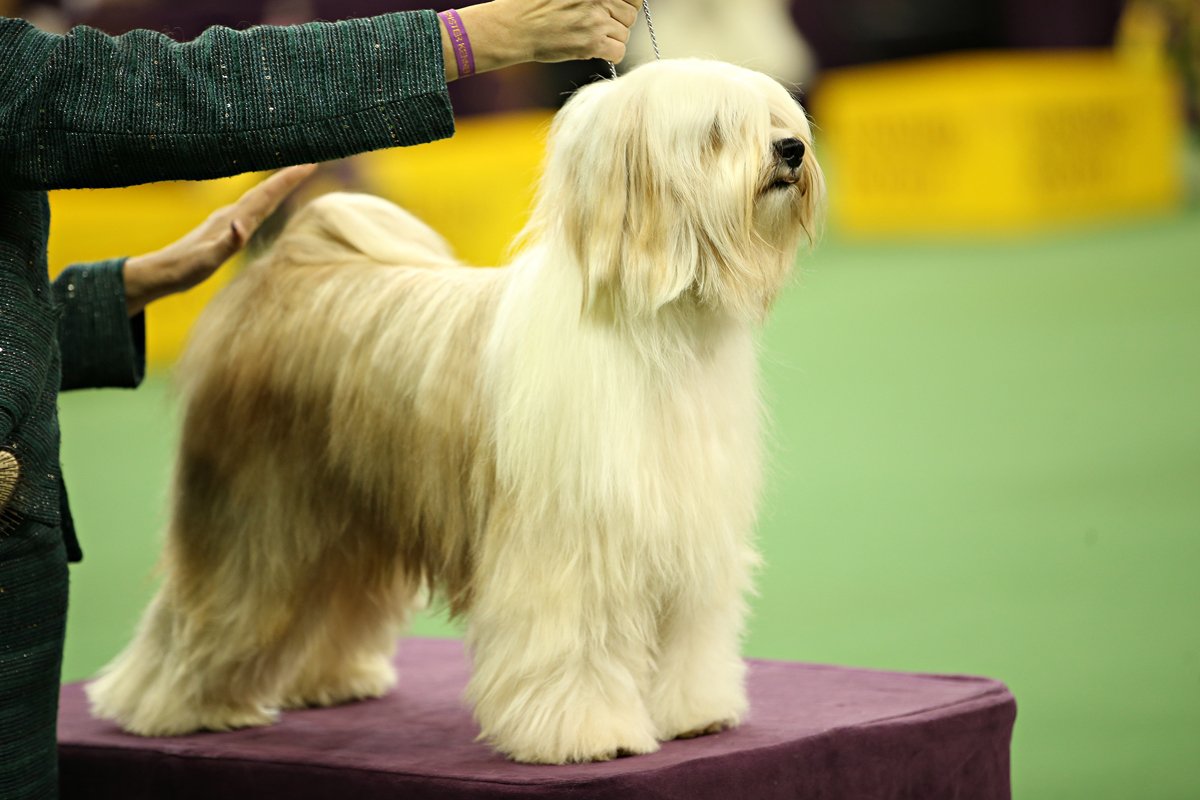 tibeti terrier kiállítás