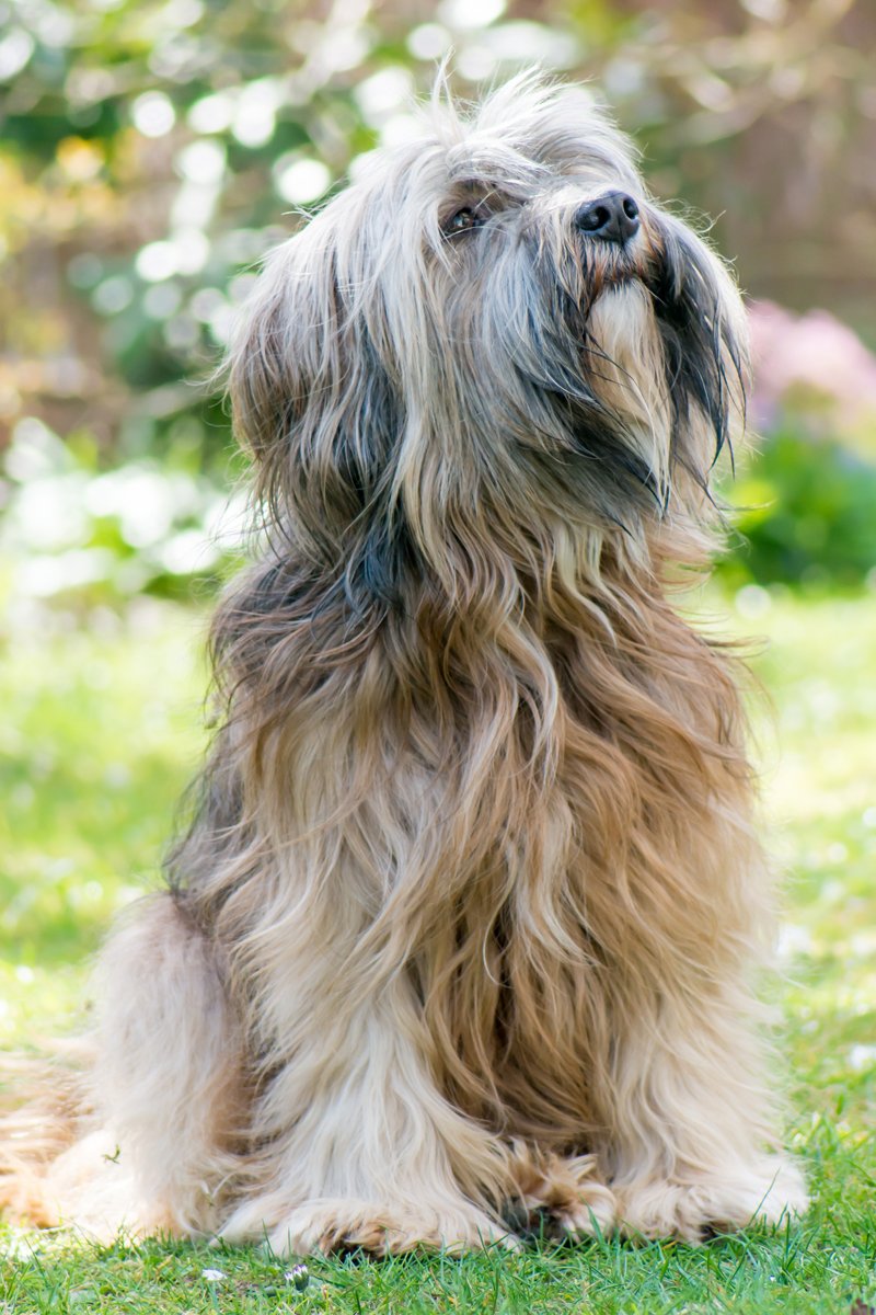 tibeti terrier