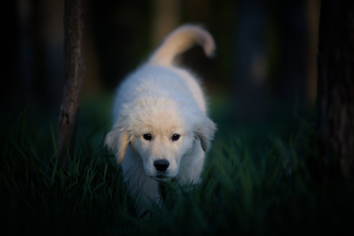 Golden Retriever kölyökkutya sötét erdő este éjszaka