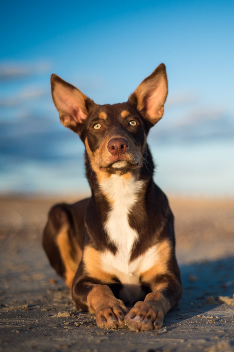 Ausztrál Kelpie
