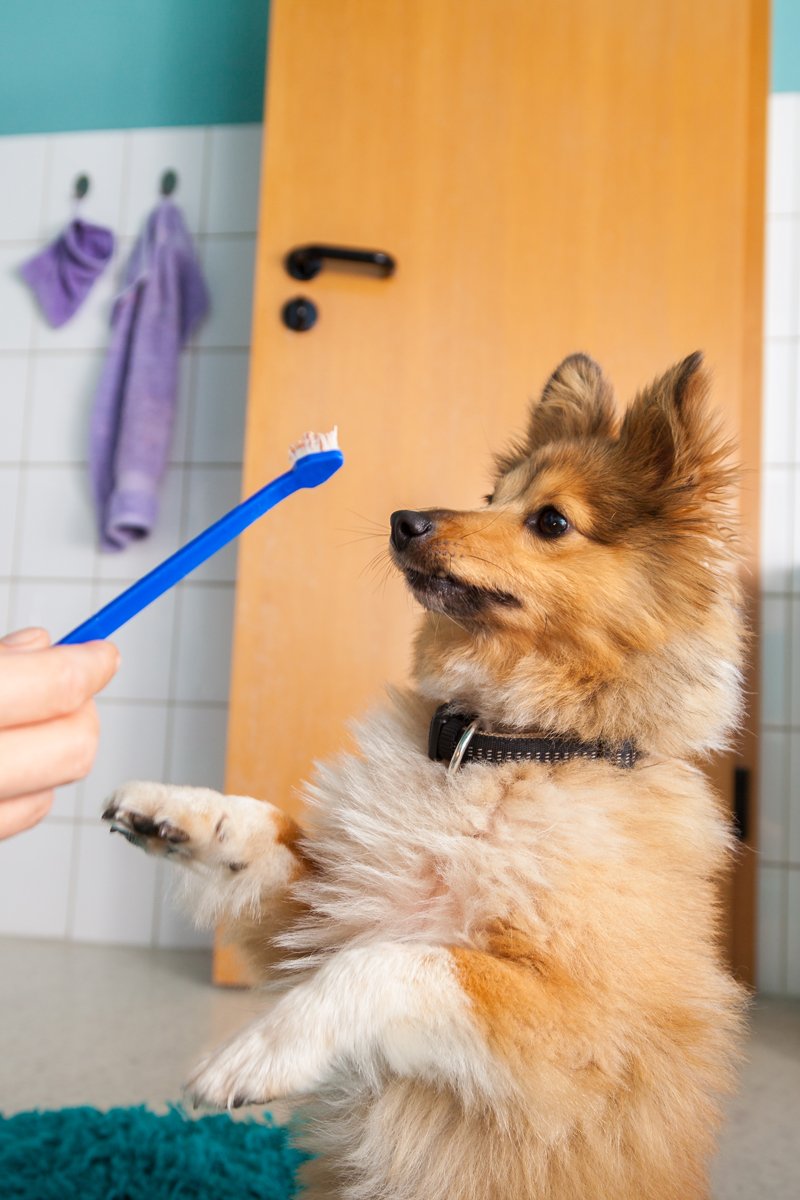 shetlandi juhászkutya sheltie fogmosás fogkefe