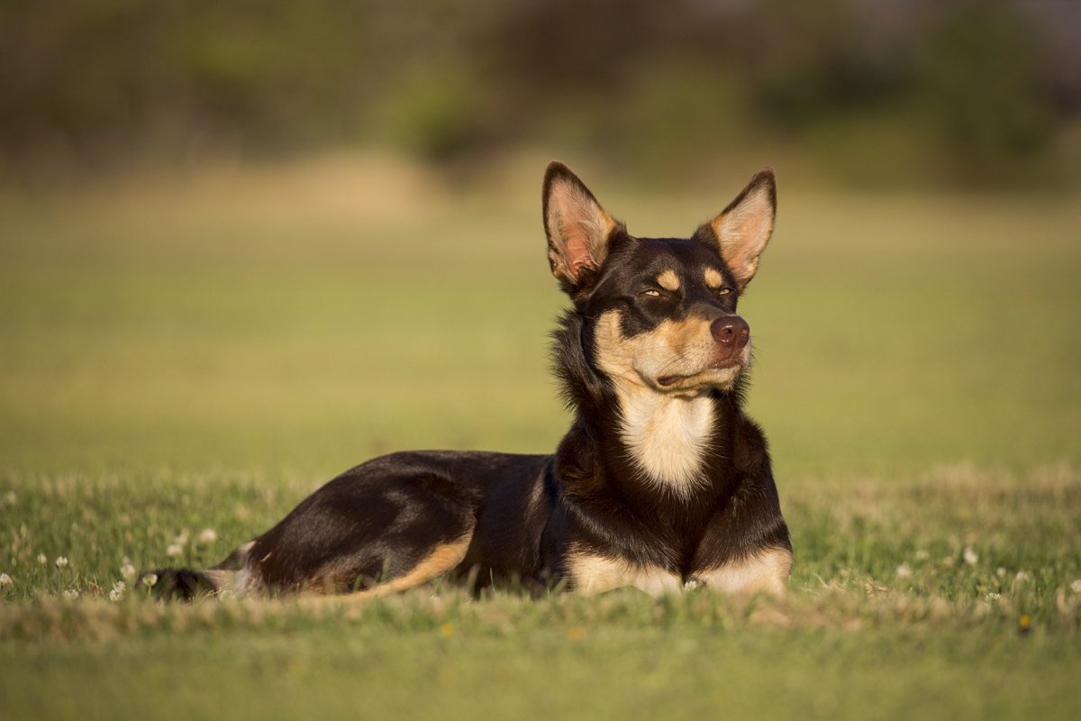 Ausztrál Kelpie
