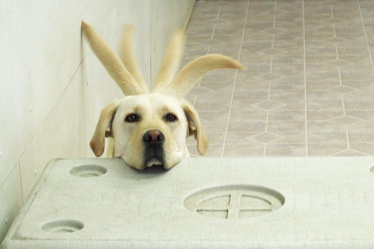 farokcsóválás labrador