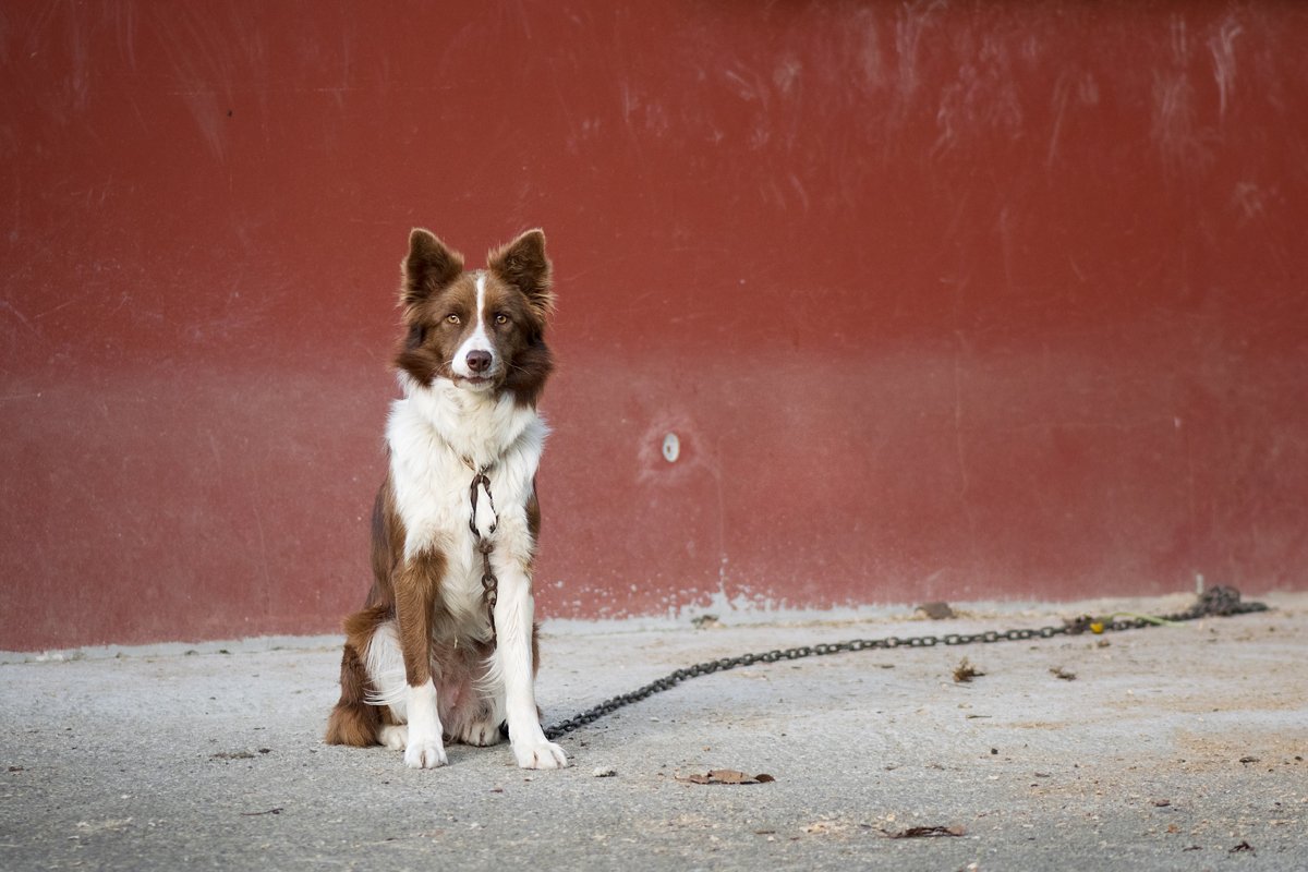 border collie láncon
