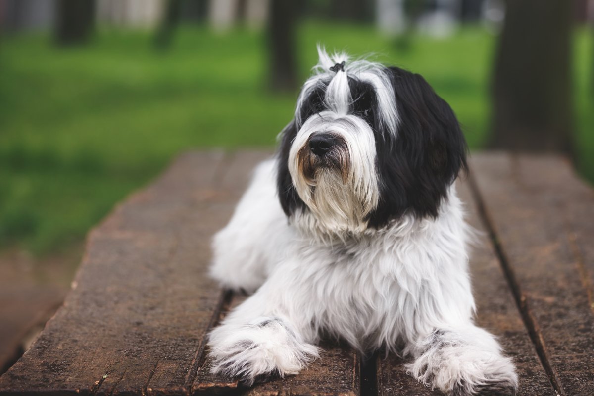 tibeti terrier