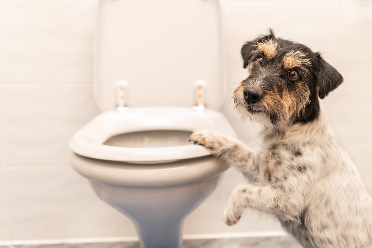 Jack Russell Terrier wc