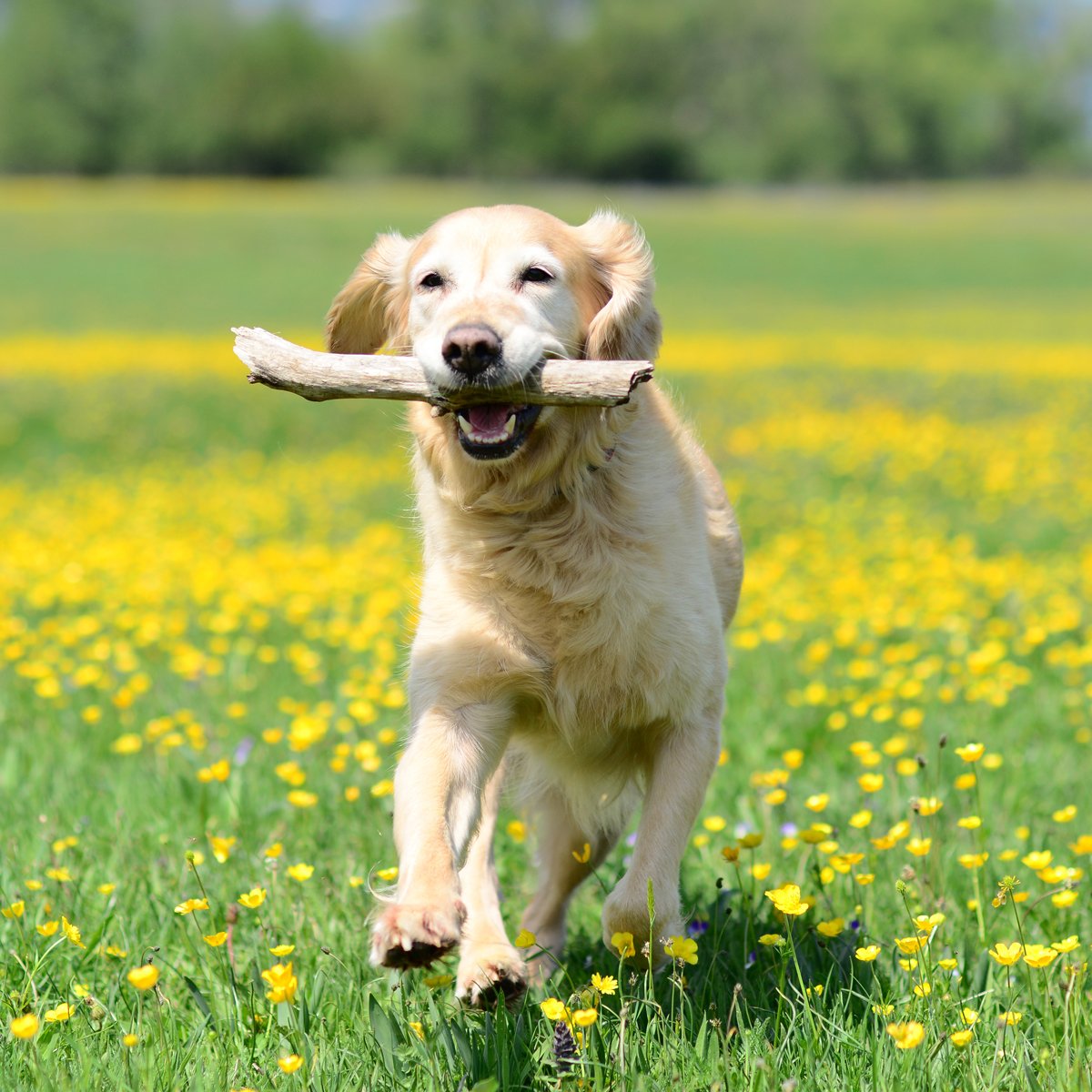 Golden retriever fut mező rét apport bot játék kocka