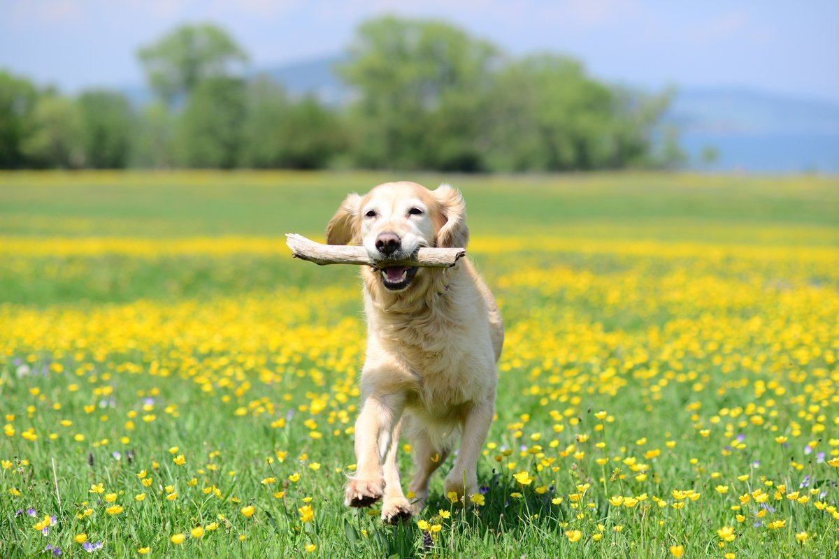 Golden retriever fut mező rét apport bot játék
