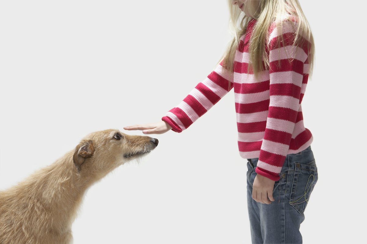 Girl stroking lurcher