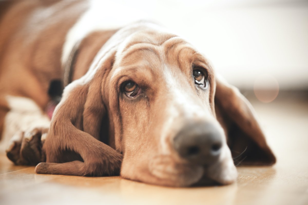 Basset hound sír