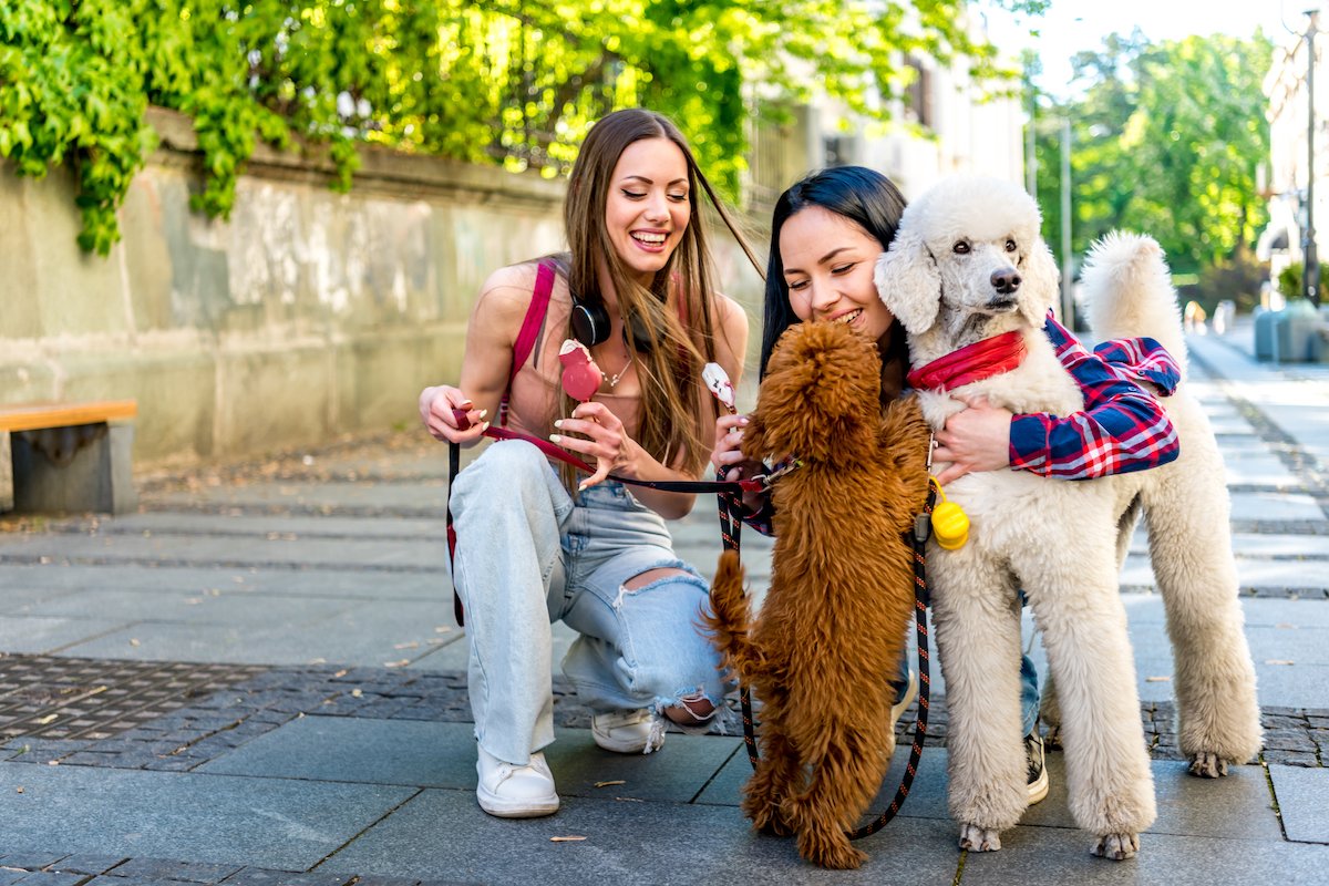 Two young female friends walking with their pet poodle dog by the city street.