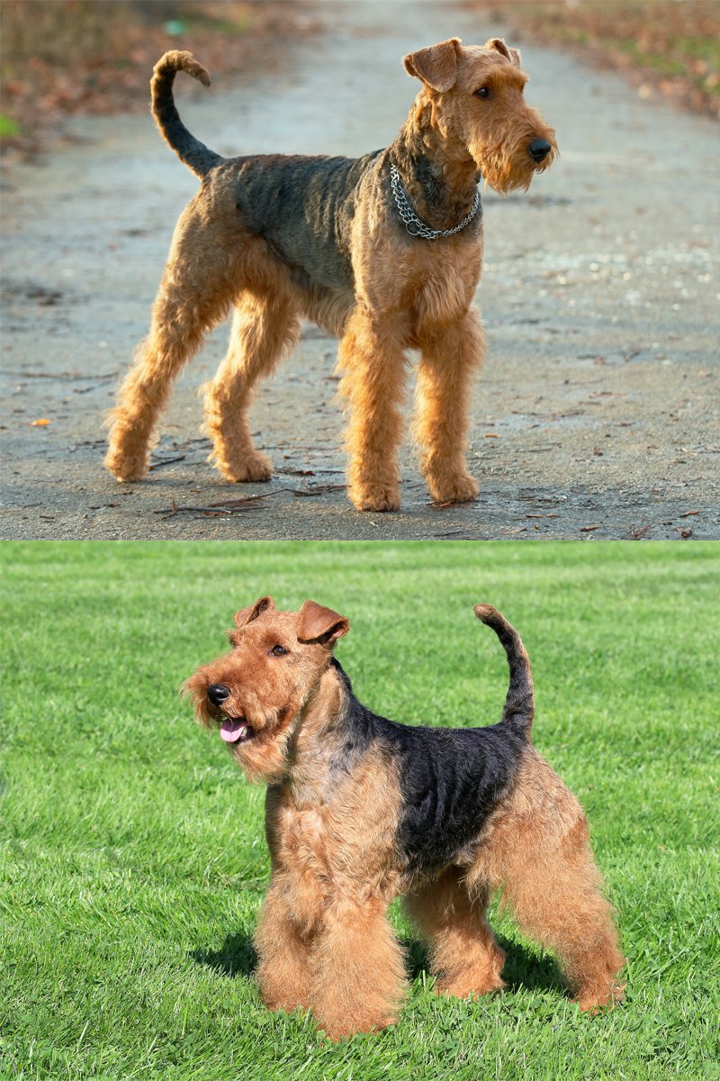 airedale welsh terrier