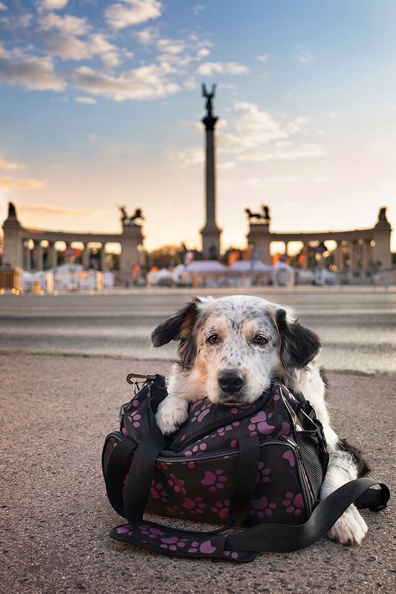 bellavoyage
