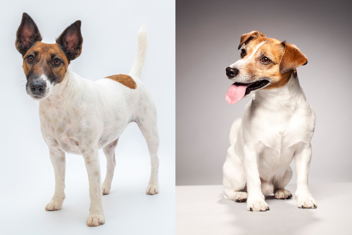 foxterrier jack russell