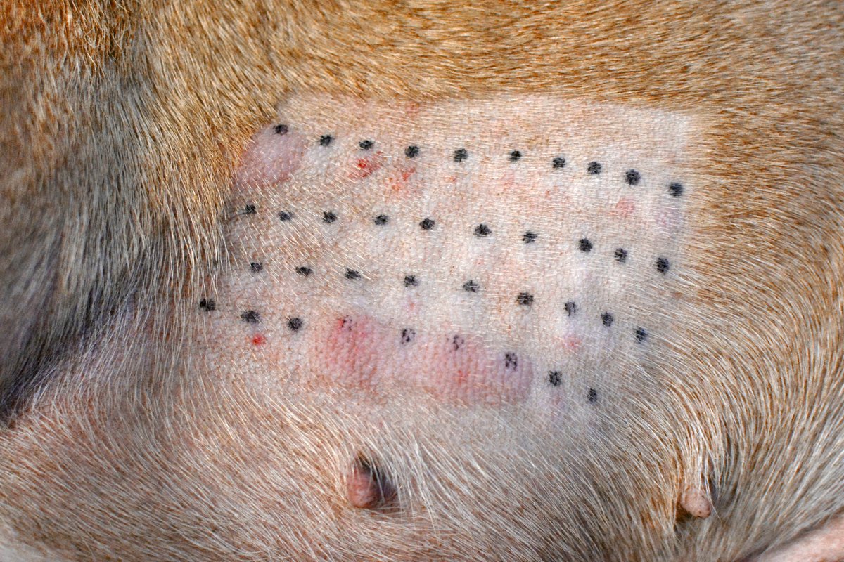 allergiateszt