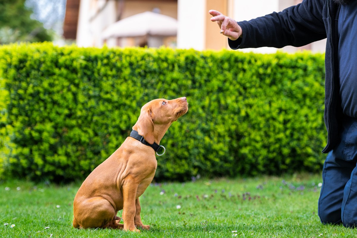 engedelmesség képzés tanít tanul kölyök képzés magyar vizsla