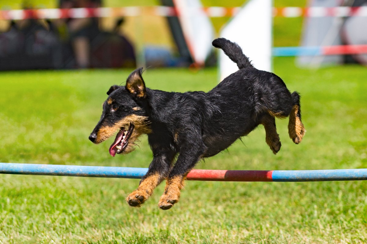 Jagdterrier agility