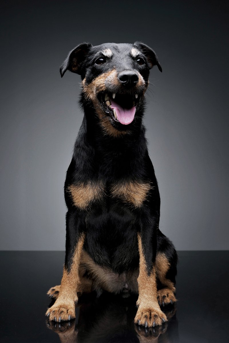 jagdterrier