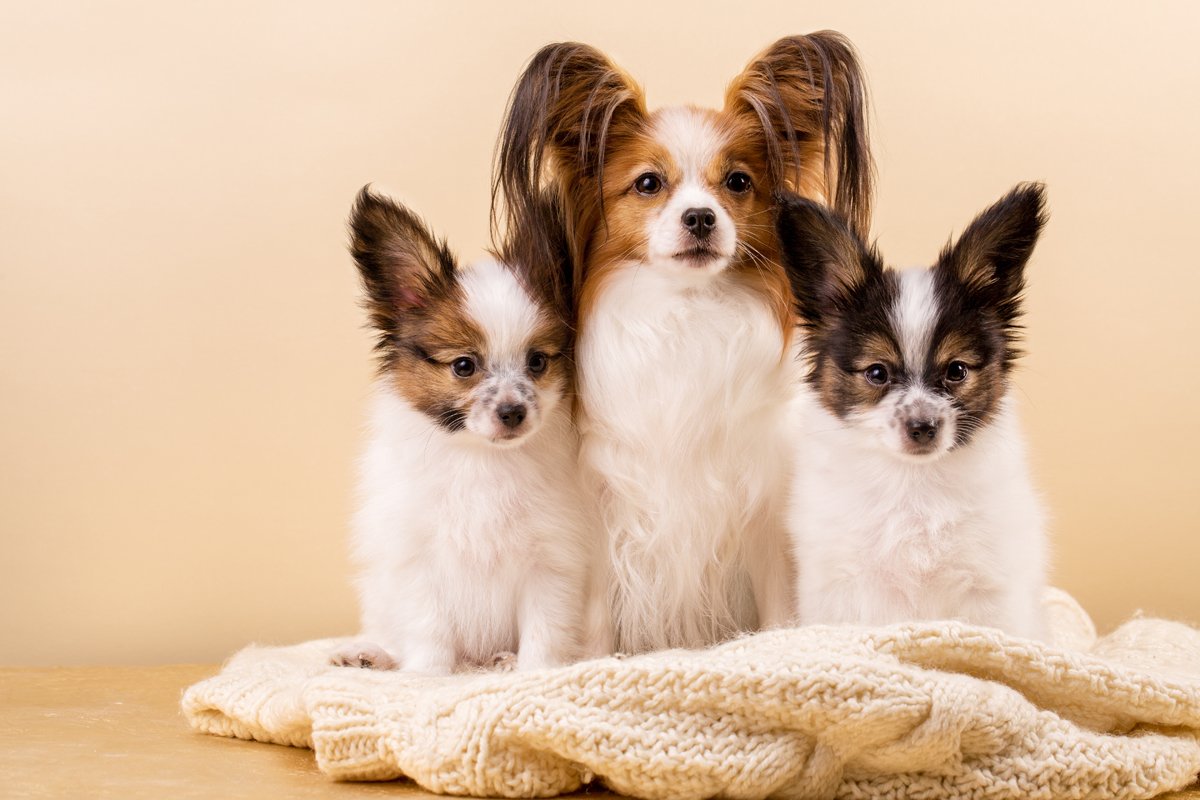 papillon kölyök
