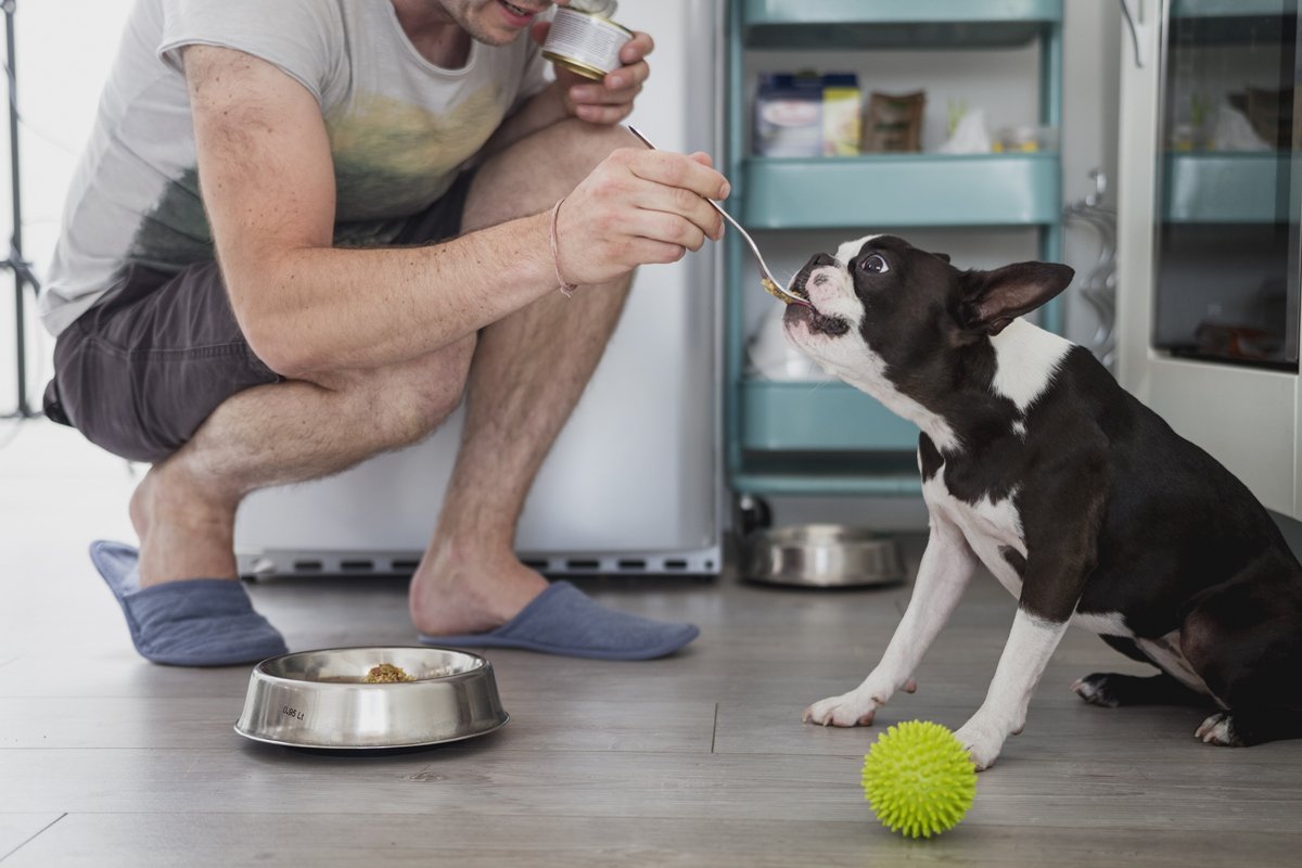 eszik etetés eledel boston terrier