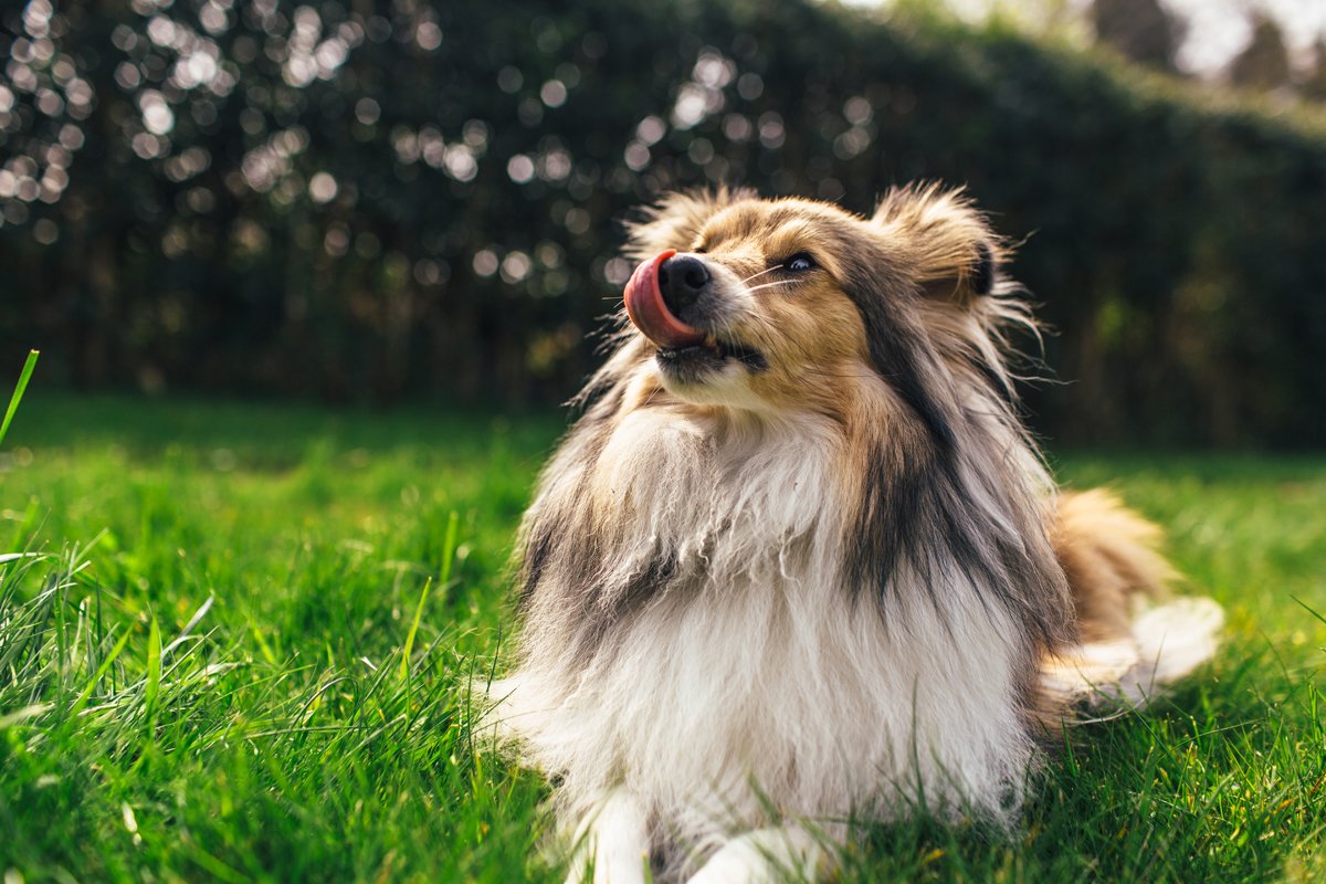 Sheltie fű kert nyalja az orrát