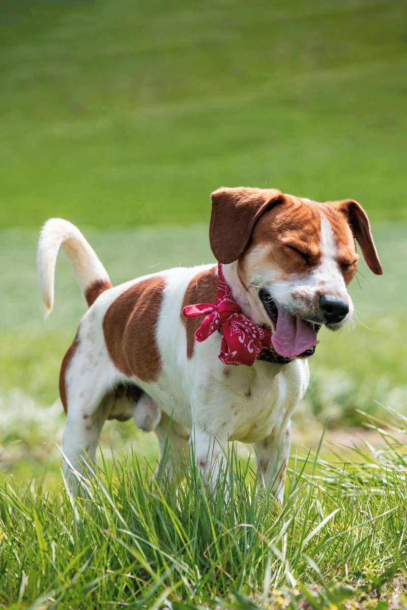 Beagle kert mező rét udvar tüsszent
